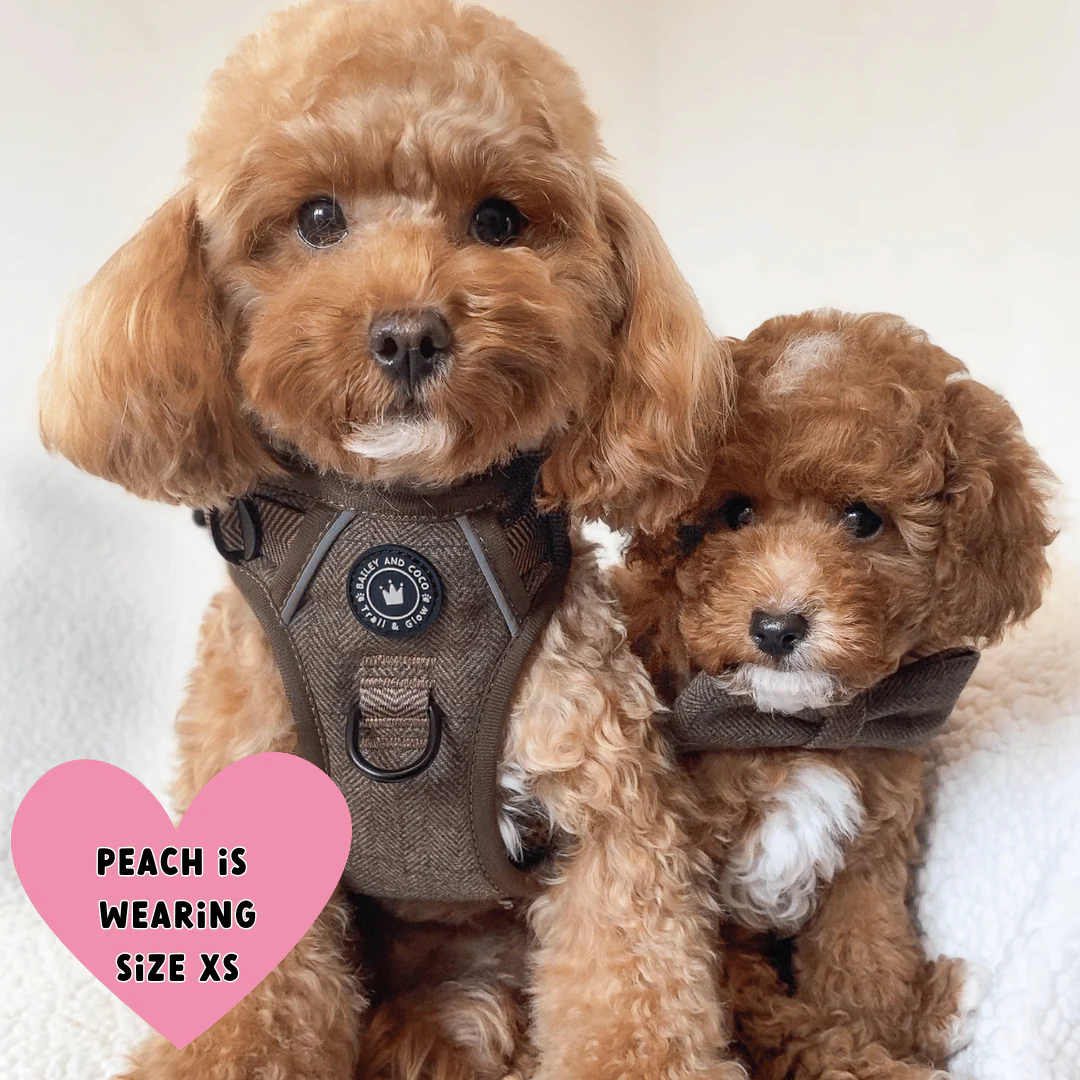 Trail & Glow Tweed Dog Harness - Oxford Tweed: S - Image 23