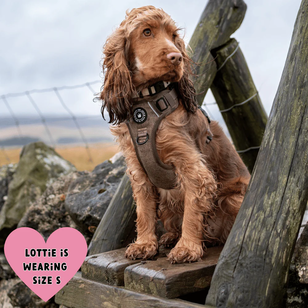 Trail & Glow Tweed Dog Harness - Oxford Tweed: S - Image 8