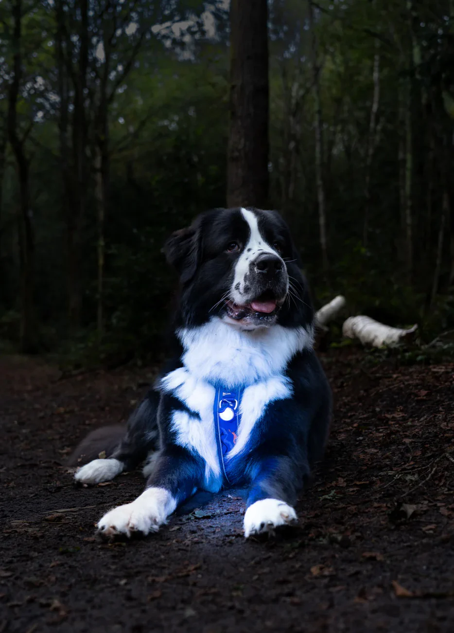 TrekBright® Dog Safety Light - Image 3
