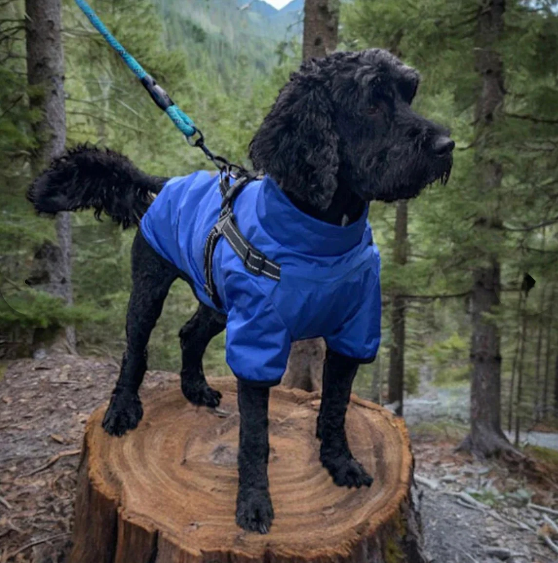 Verano - Lightweight Waterproof Dog Coat with Built in Harness - Image 3