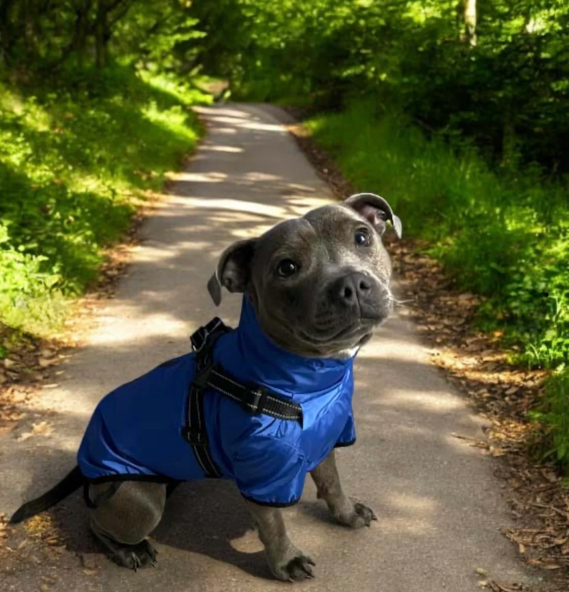 Verano - Lightweight Waterproof Dog Coat with Built in Harness - Image 4