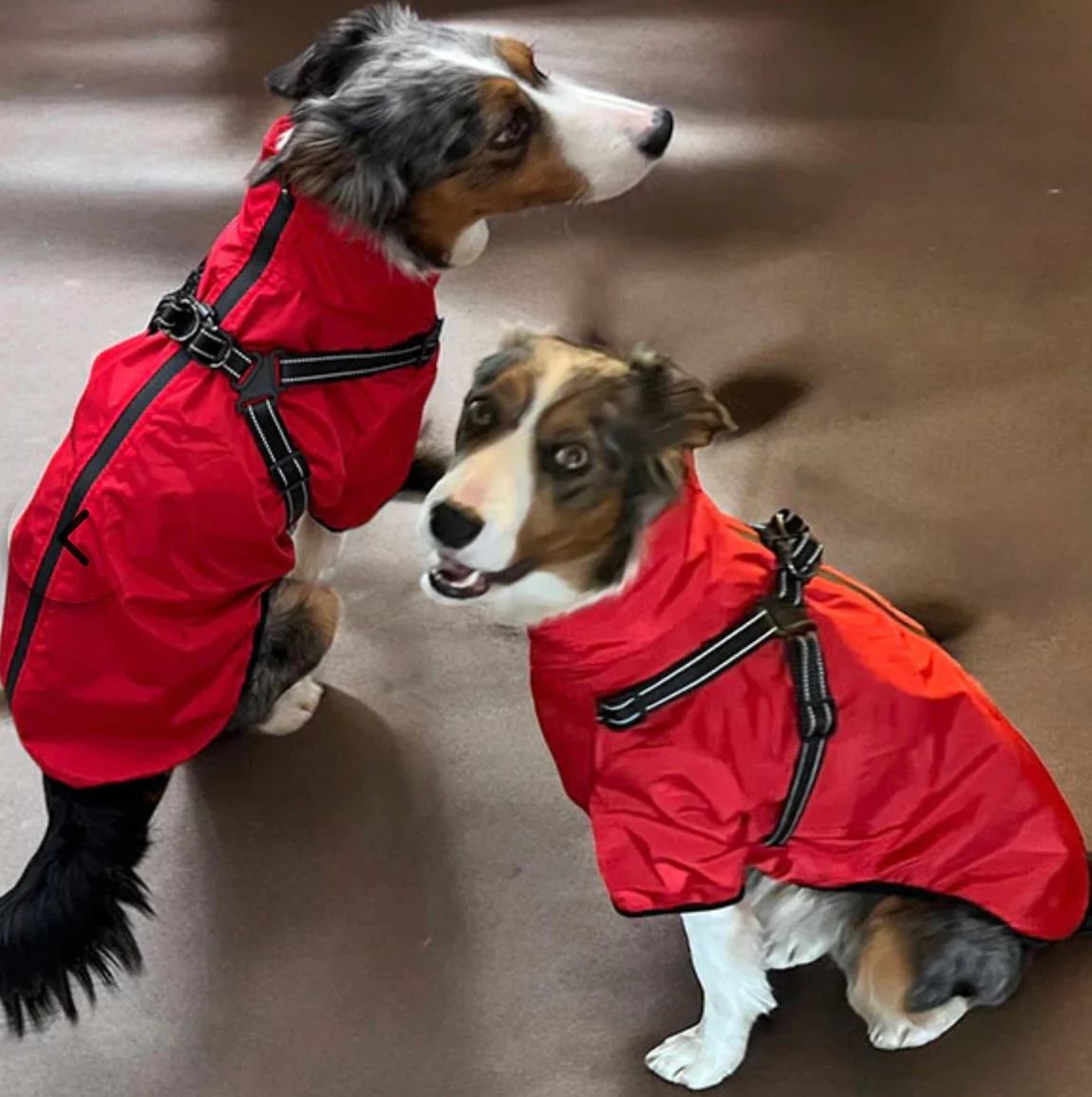 Verano - Lightweight Waterproof Dog Coat with Built in Harness - Image 5